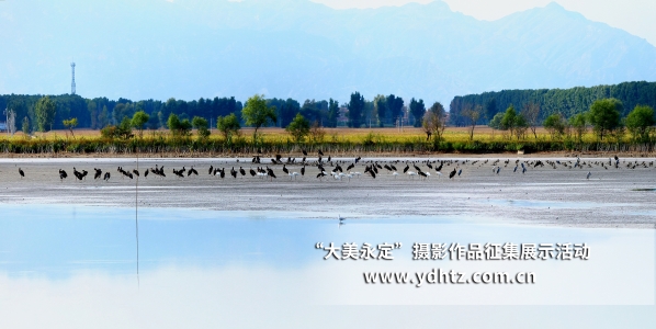 【大美永定】生態(tài)修復(fù)再現(xiàn)鳥類樂園 【大美永定】生態(tài)修復(fù)再現(xiàn)鳥類樂園