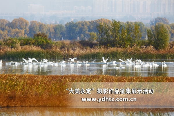 【大美永定】生態(tài)修復(fù)再現(xiàn)鳥類樂園 【大美永定】生態(tài)修復(fù)再現(xiàn)鳥類樂園