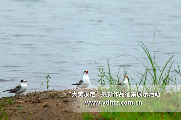 【大美永定】生態(tài)修復(fù)再現(xiàn)鳥類樂園 【大美永定】生態(tài)修復(fù)再現(xiàn)鳥類樂園