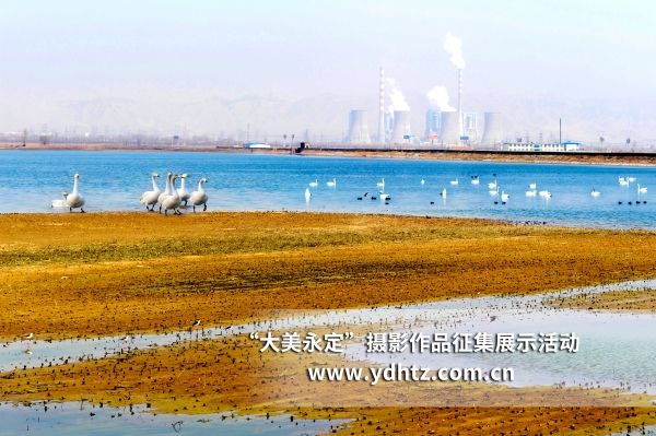 【大美永定】生態(tài)修復(fù)再現(xiàn)鳥類樂園 【大美永定】生態(tài)修復(fù)再現(xiàn)鳥類樂園