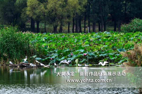 【大美永定】生態(tài)修復(fù)再現(xiàn)鳥類樂園 【大美永定】生態(tài)修復(fù)再現(xiàn)鳥類樂園