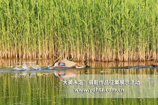 【大美永定】生態(tài)修復(fù)再現(xiàn)鳥類樂園 【大美永定】生態(tài)修復(fù)再現(xiàn)鳥類樂園