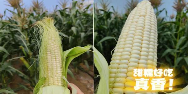 永定三生有機(jī)鮮食玉米喜迎豐收 永定三生有機(jī)鮮食玉米喜迎豐收