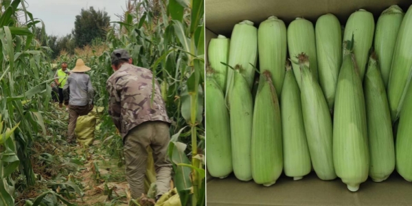 永定三生有機(jī)鮮食玉米喜迎豐收 永定三生有機(jī)鮮食玉米喜迎豐收