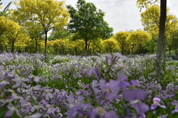 天津市東麗郊野公園PPP項目順利通過2022年上半年運維績效考核 天津市東麗郊野公園PPP項目順利通過2022年上半年運維績效考核