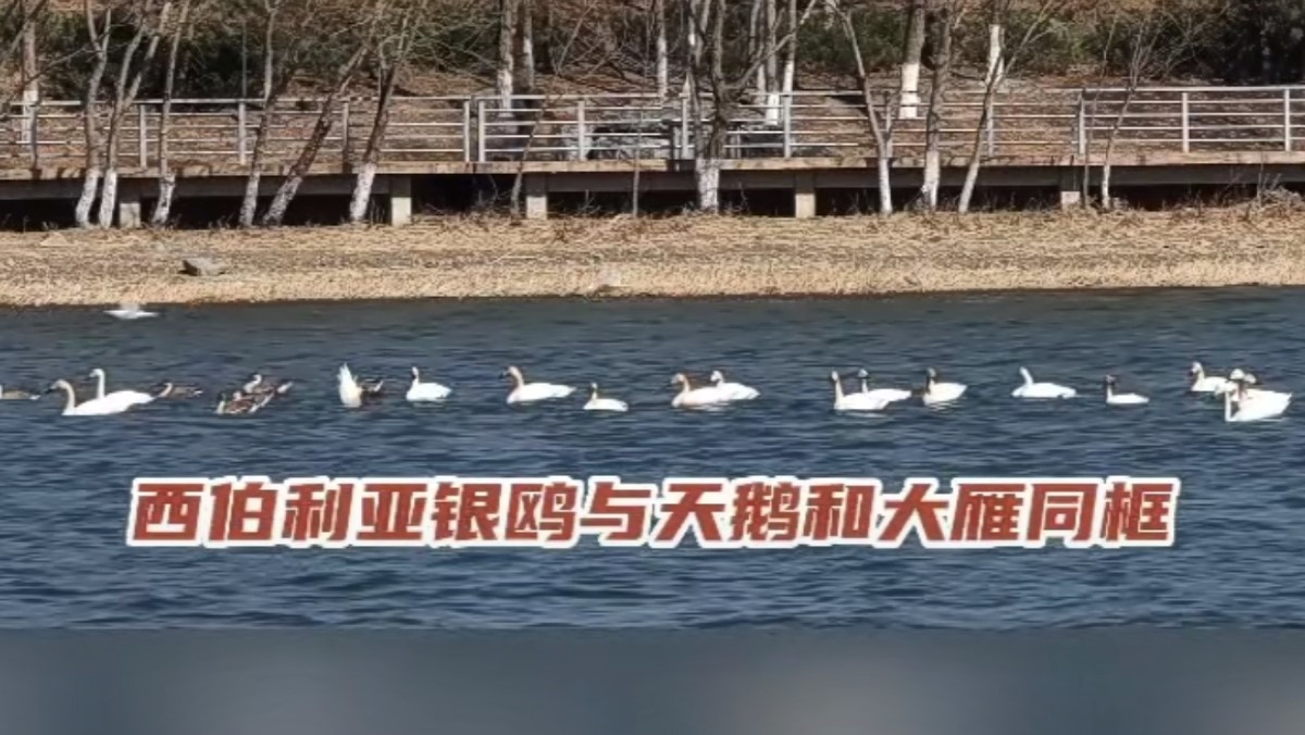 永定春來早 園林養(yǎng)護(hù)忙 永定春來早 園林養(yǎng)護(hù)忙